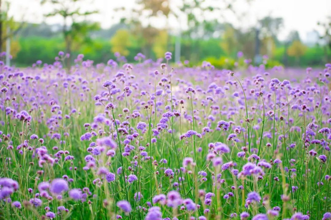 花潮未退，中山城管邀您赴约夏日公园